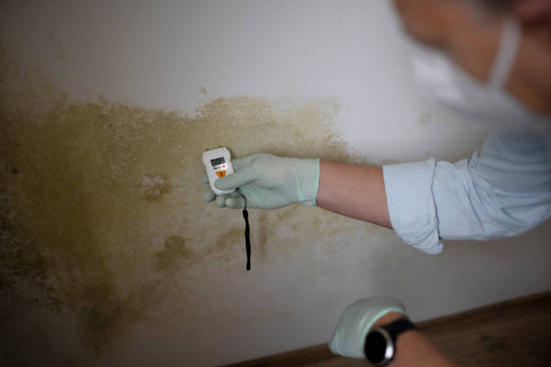 Home Mold Removal in Woodsboro, TX